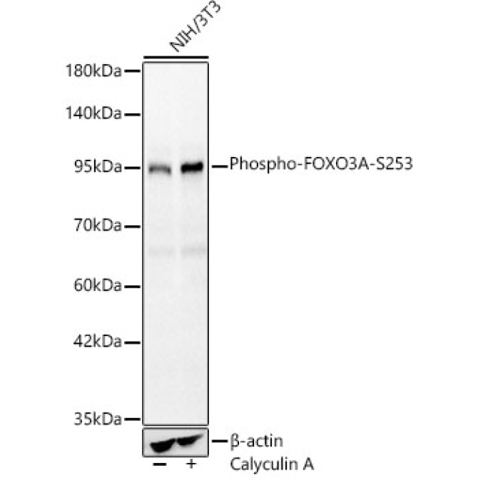 Phospho-FOXO3A-S253 Rabbit Polyclonal Antibody