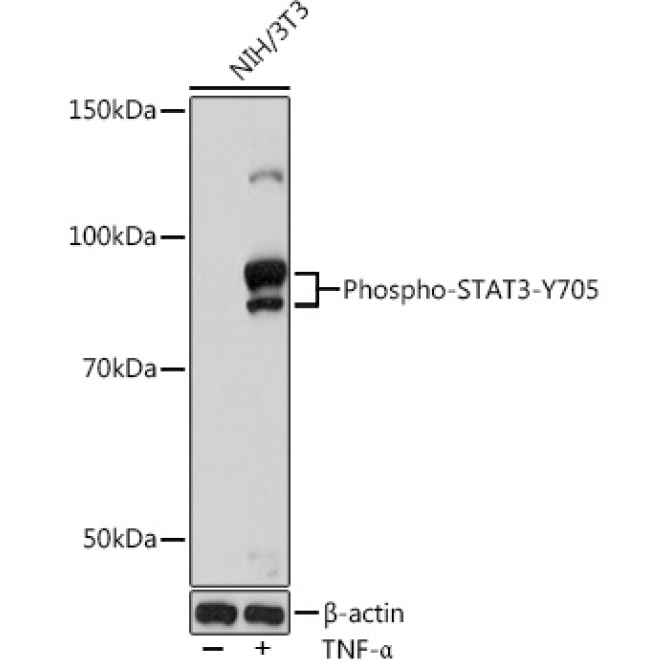 Phospho-STAT3-Y705 Rabbit Monoclonal Antibody