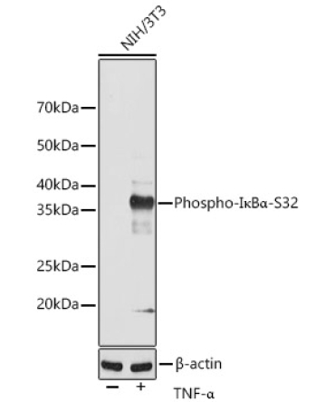 Phospho-I?BAlpha-S32 Rabbit Monoclonal Antibody