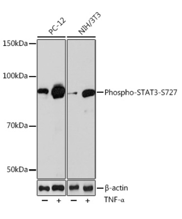 Phospho-STAT3-S727 Rabbit Monoclonal Antibody