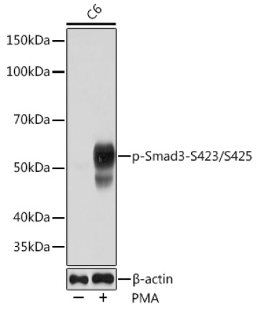 Phospho-Smad3-S423/S425 Rabbit Monoclonal Antibody