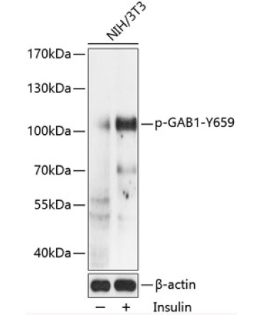 Phospho-GAB1-Y659 Rabbit Polyclonal Antibody