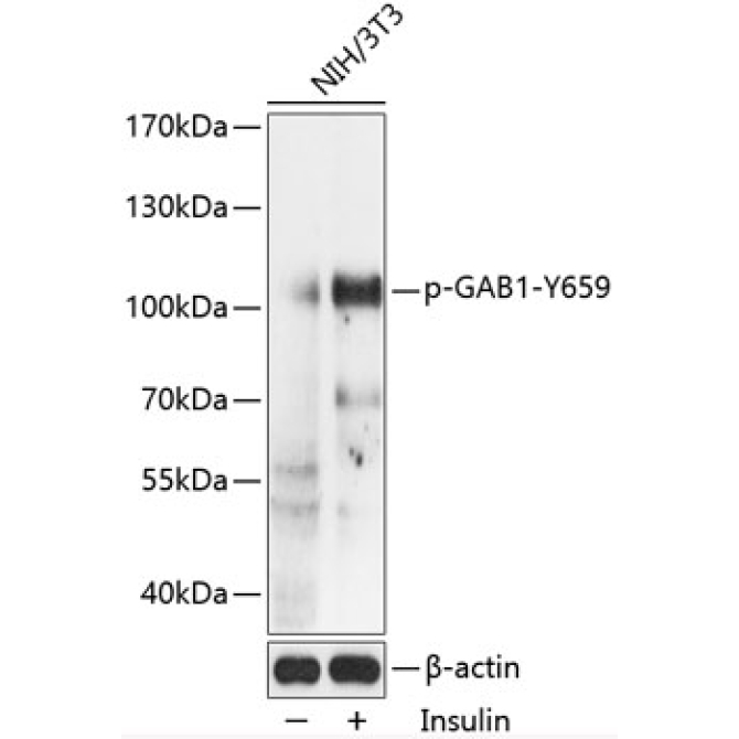 Phospho-GAB1-Y659 Rabbit Polyclonal Antibody