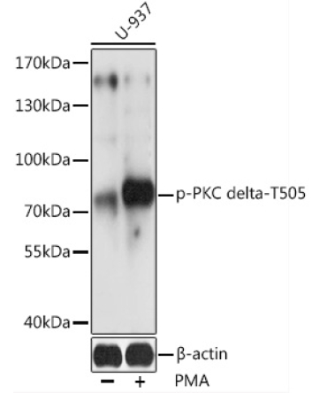 Phospho-PKC delta-T505 Rabbit Polyclonal Antibody