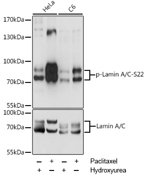 Phospho-Lamin A/C-S22 Rabbit Polyclonal Antibody