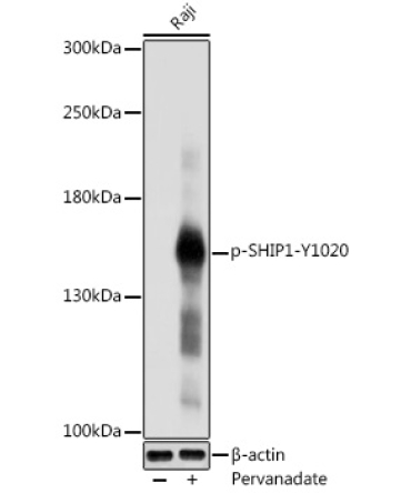 Phospho-SHIP1-Y1020 Rabbit Polyclonal Antibody