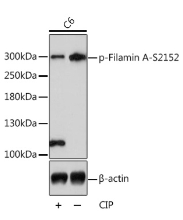 Phospho-Filamin A-S2152 Rabbit Polyclonal Antibody
