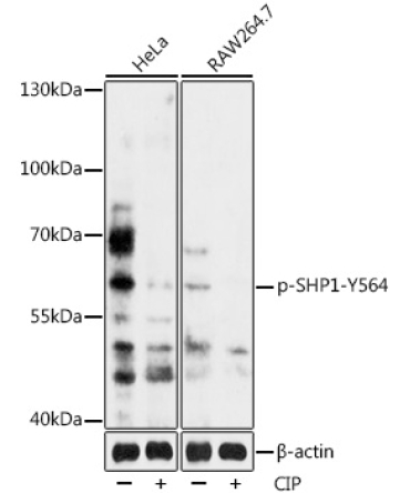 Phospho-SHP1-Y564 Rabbit Polyclonal Antibody