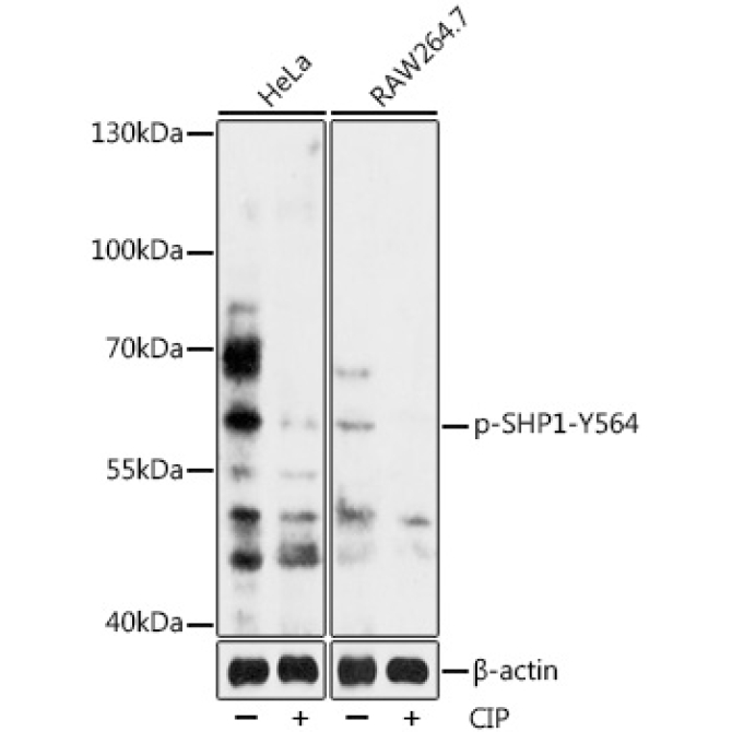 Phospho-SHP1-Y564 Rabbit Polyclonal Antibody