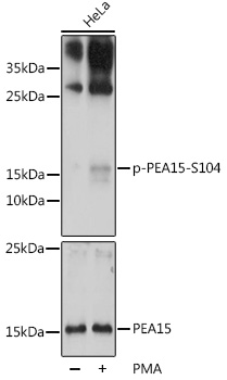 Phospho-PEA15-S104 Rabbit Polyclonal Antibody
