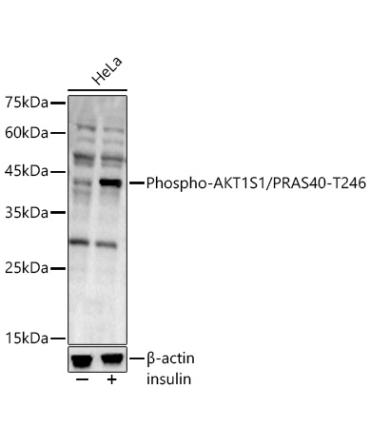 Phospho-AKT1S1/PRAS40-T246 Rabbit Polyclonal Antibody