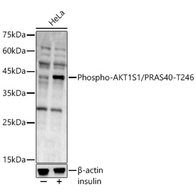 Phospho-AKT1S1/PRAS40-T246 Rabbit Polyclonal Antibody