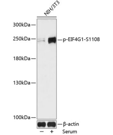 Phospho-EIF4G1-S119,400 Rabbit Polyclonal Antibody