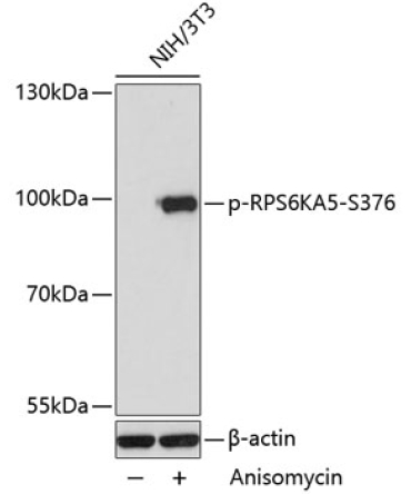 Phospho-RPS6KA5-S376 Rabbit Polyclonal Antibody