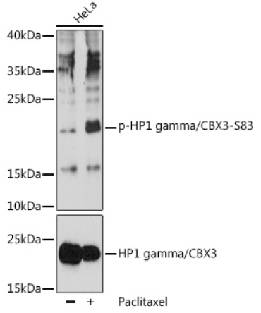 Phospho-HP1 gamma/CBX3-S83 Rabbit Polyclonal Antibody