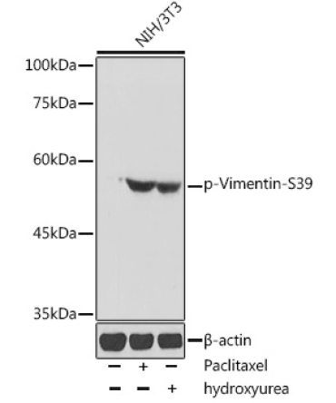 Phospho-Vimentin-S39 Rabbit Polyclonal Antibody
