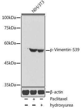 Phospho-Vimentin-S39 Rabbit Polyclonal Antibody