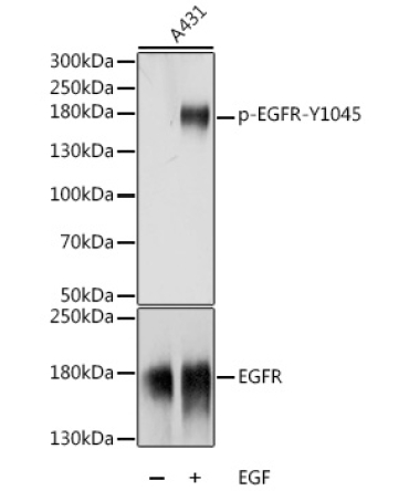 Phospho-EGFR-Y1045 Rabbit Polyclonal Antibody