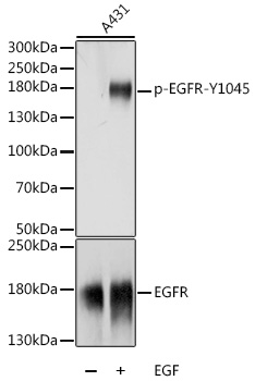 Phospho-EGFR-Y1045 Rabbit Polyclonal Antibody
