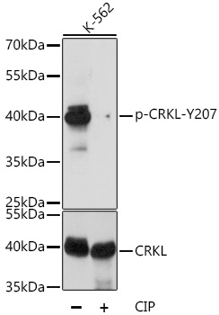 Phospho-CRKL-Y207 Rabbit Polyclonal Antibody