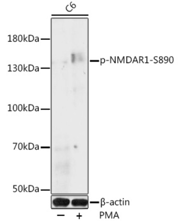 Phospho-NMDAR1-S890 Rabbit Polyclonal Antibody