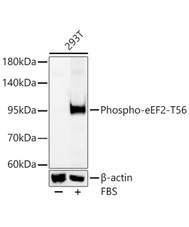 Phospho-eEF2-T56 Rabbit Polyclonal Antibody