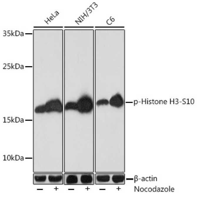Phospho-Histone H3-S10 Rabbit Polyclonal Antibody