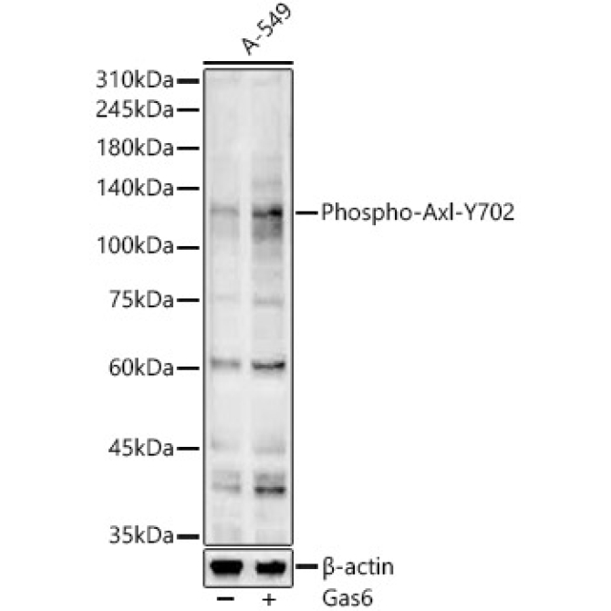 Phospho-Axl-Y702 Rabbit Polyclonal Antibody