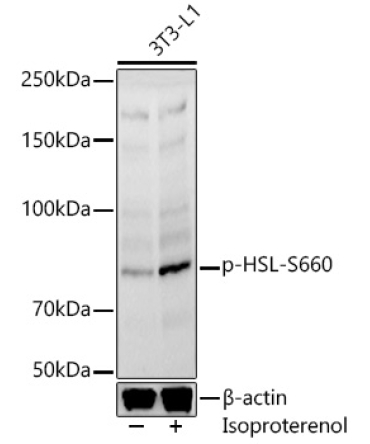 Phospho-HSL-S660 Rabbit Polyclonal Antibody
