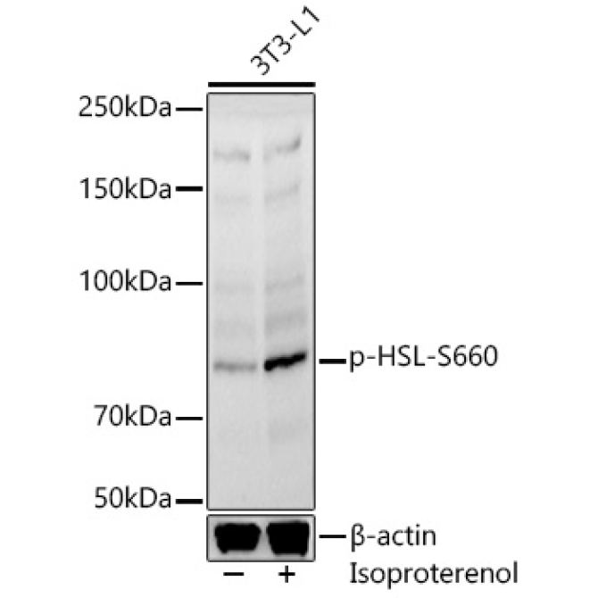 Phospho-HSL-S660 Rabbit Polyclonal Antibody