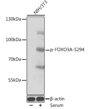 Phospho-FOXO3A-S294 Rabbit Polyclonal Antibody