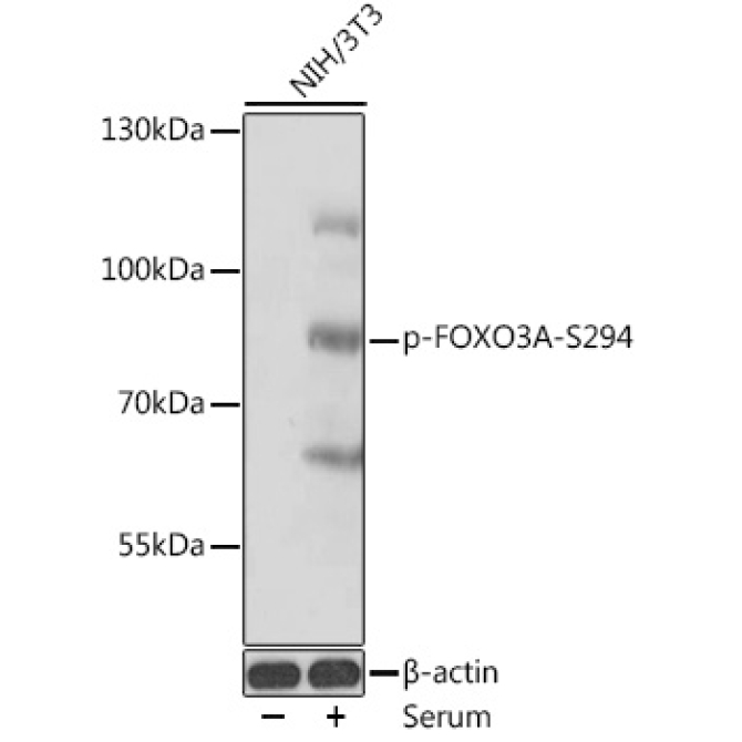 Phospho-FOXO3A-S294 Rabbit Polyclonal Antibody