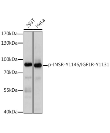 Phospho-INSR-Y1146/IGF1R-Y1131 Rabbit Polyclonal Antibody