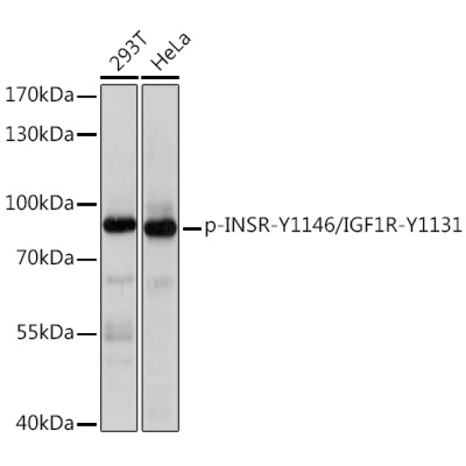 Phospho-INSR-Y1146/IGF1R-Y1131 Rabbit Polyclonal Antibody