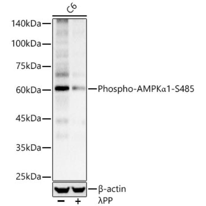 Phospho-AMPKAlpha1-S485 Rabbit Polyclonal Antibody