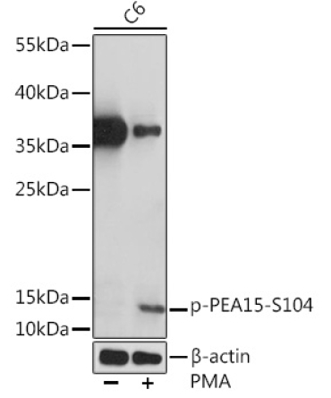 Phospho-PEA15-S104 Rabbit Polyclonal Antibody