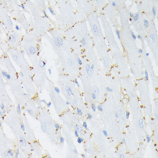 Phospho-Connexin 43-S368 Rabbit Polyclonal Antibody