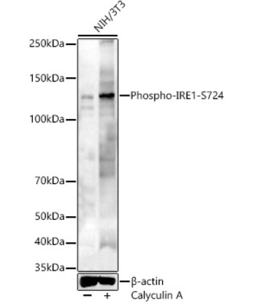 Phospho-IRE1-S724 Rabbit Polyclonal Antibody