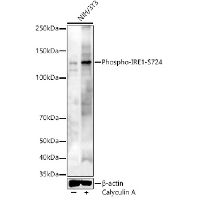 Phospho-IRE1-S724 Rabbit Polyclonal Antibody