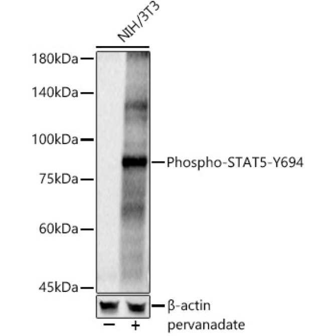 Phospho-STAT5-Y694 Rabbit Polyclonal Antibody