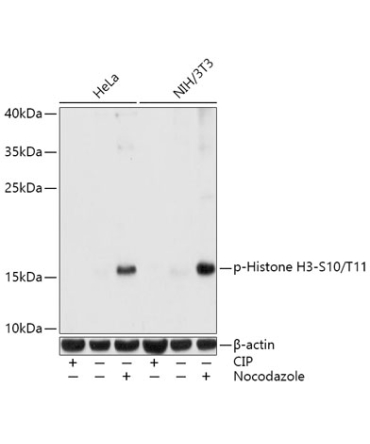 Phospho-Histone H3-S10/T11 Rabbit Polyclonal Antibody