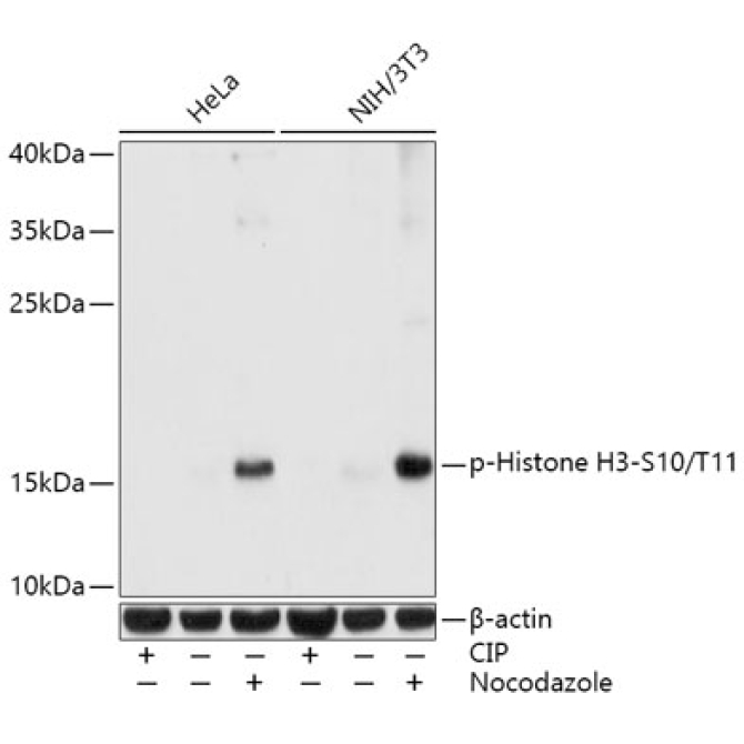 Phospho-Histone H3-S10/T11 Rabbit Polyclonal Antibody