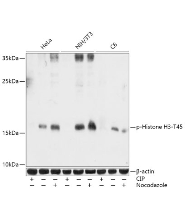 Phospho-Histone H3-T45 Rabbit Polyclonal Antibody