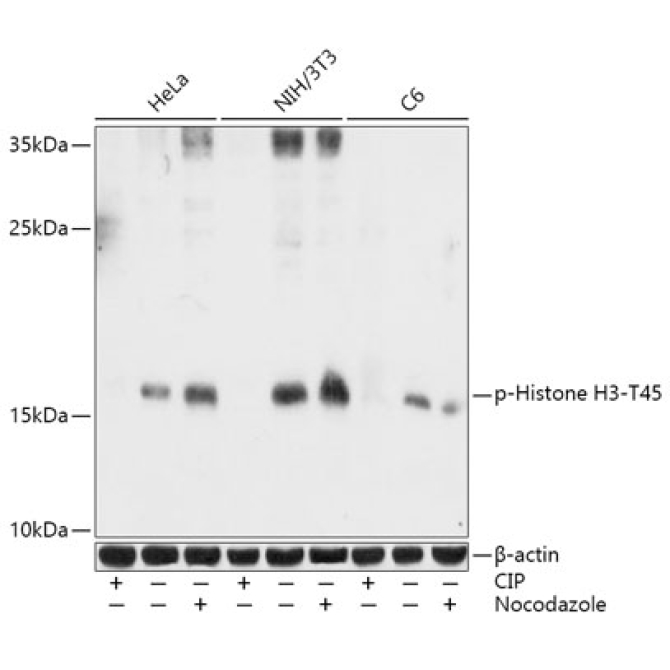 Phospho-Histone H3-T45 Rabbit Polyclonal Antibody