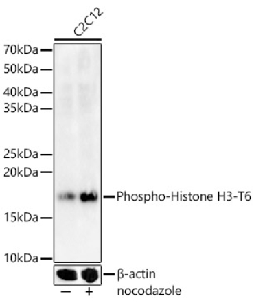 Phospho-Histone H3-T6 Rabbit Polyclonal Antibody