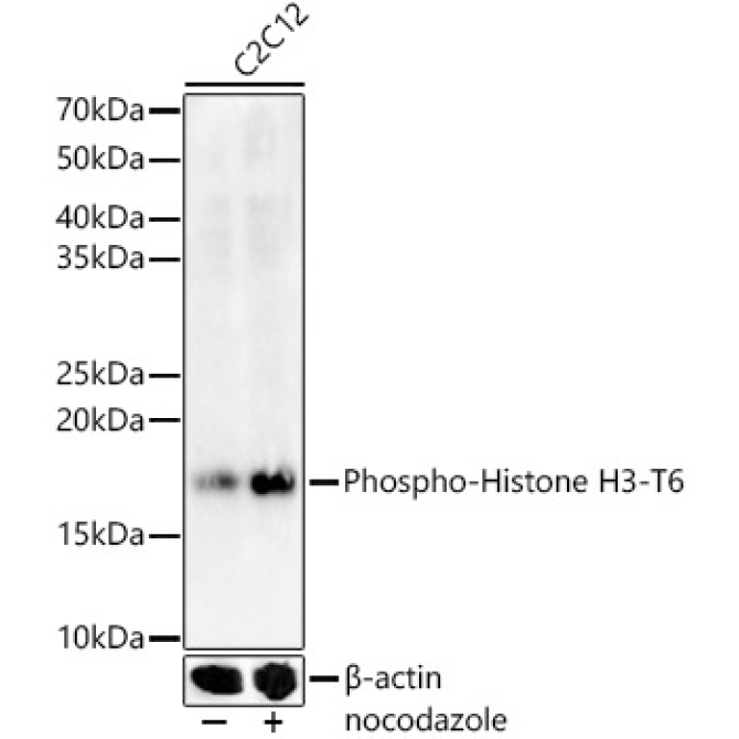 Phospho-Histone H3-T6 Rabbit Polyclonal Antibody