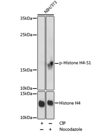 Phospho-Histone H4-S1 Rabbit Polyclonal Antibody