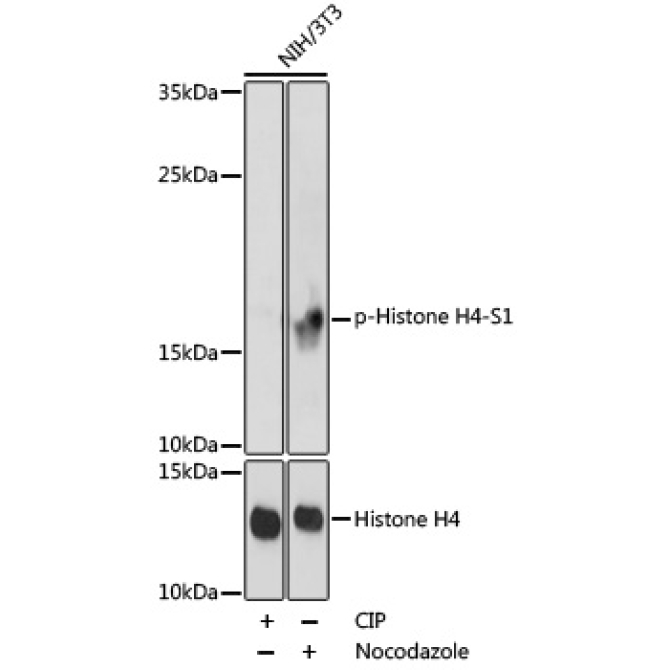 Phospho-Histone H4-S1 Rabbit Polyclonal Antibody