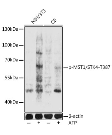 Phospho-MST1/STK4-T387 Rabbit Polyclonal Antibody