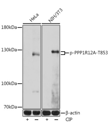Phospho-PPP1R12A-T853 Rabbit Polyclonal Antibody